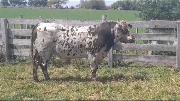 Lote TORO PI - RP 920