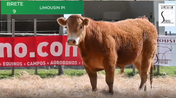 Lote Toros RP 1389 1415 2154 2156