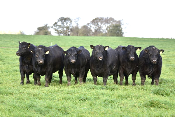Lote TOROS PC NEGROS