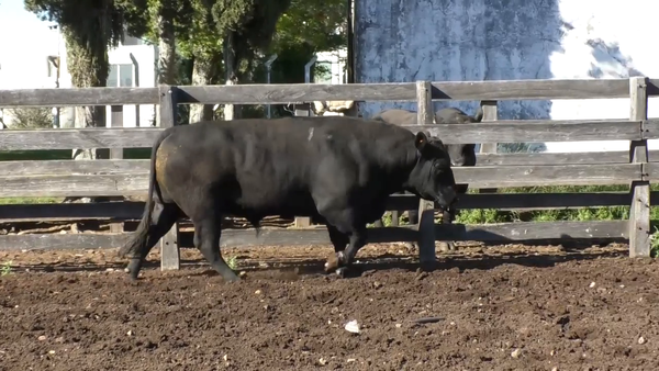 Lote Toro 3 Años