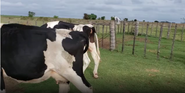 Lote 9 Terneros/as en San José