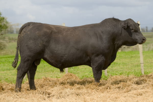 Lote RP 416