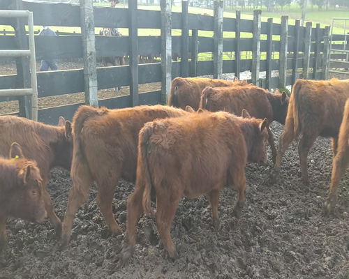 Lote 70 Ternera en Cunco, IX Región Araucanía