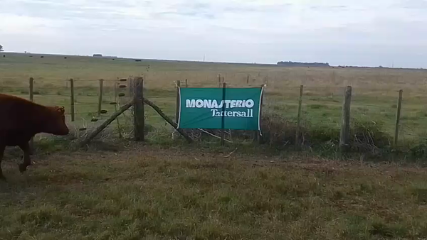 Lote 70 Terneros en Rauch