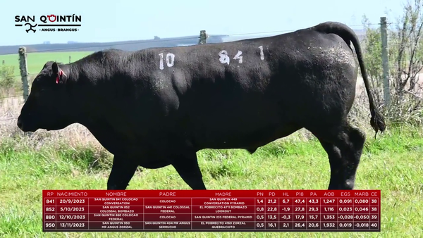 Lote LOTE 10 - ABERDEEN ANGUS PI