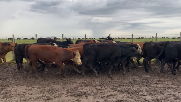 Lote 50 Novillos 1 a 2 años en Treinta y Tres