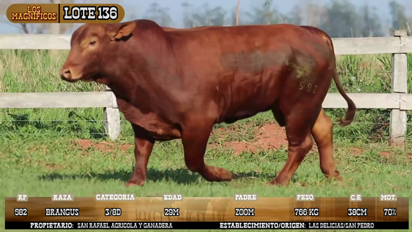 Lote LOTE 136