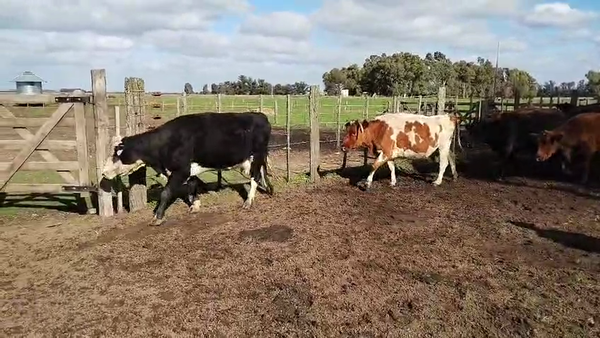 Lote 17 Vacas CUT preñadas en Buenos Aires, Tres Arroyos