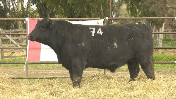 Lote TOROS ANGUS NEGROS  PC
