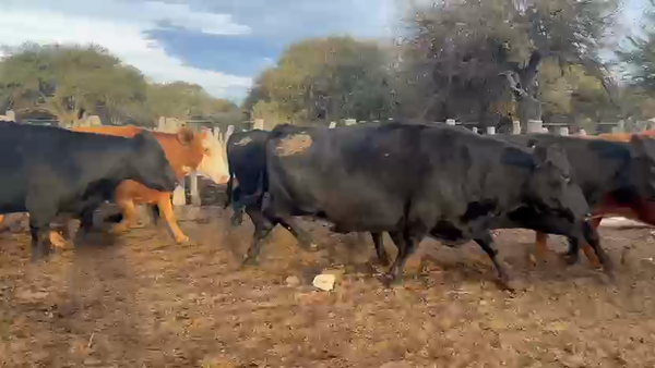 Lote 45 Vacas en Victorica, La Pampa