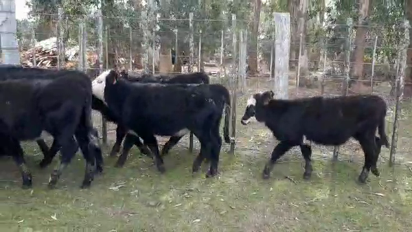 Lote 16 Terneros CRUZA ANGUS 140kg - , San José