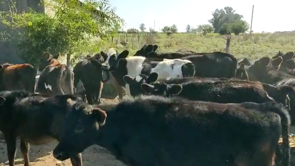 Lote 36 Terneras kiwi yesey y holando