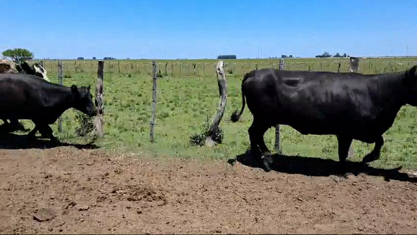 Lote 32 Vacas CUT preñadas