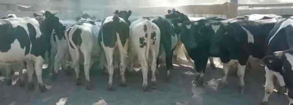 Lote 26 Novillo Engorda en Región Metropolitana, Pirque