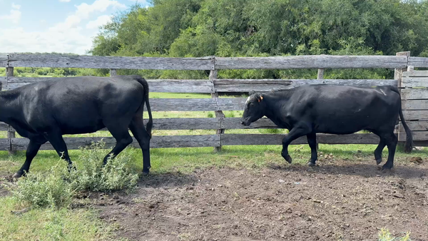 Lote VACA DE INVERNADA