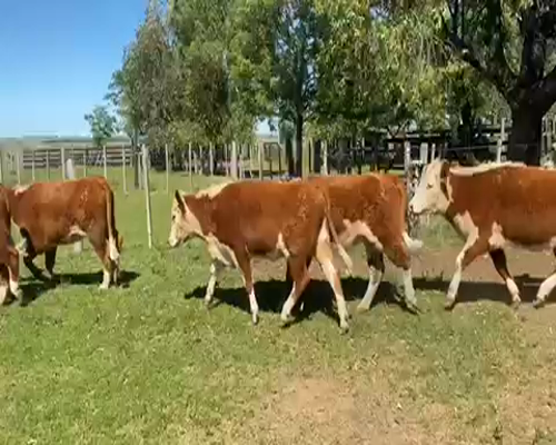 Lote 45 Vaquillonas 1 a 2 años