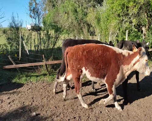 Lote (Vendido)13 Vaquillonas 1 a 2 años 5 NO,  2 HE,  2 HE X HO,  2 AA XHO,  1 AA,  1 CH 385kg - , Colonia