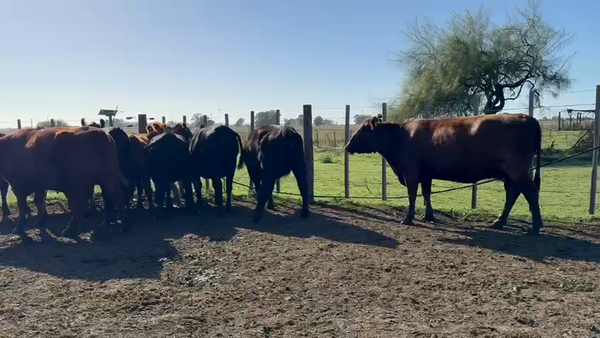 Lote 10 Vacas nuevas C/ gtia de preñez