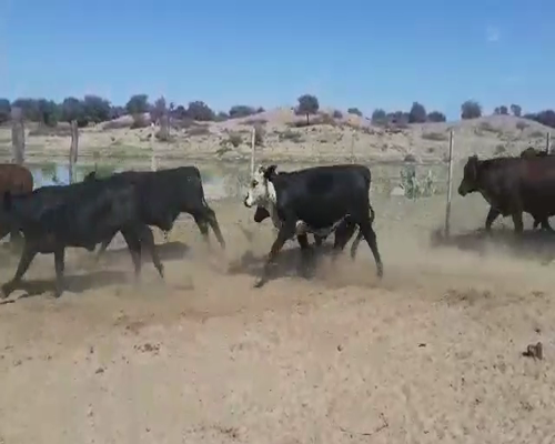 Lote 110 Terneros en Tintina, Santiago del Estero