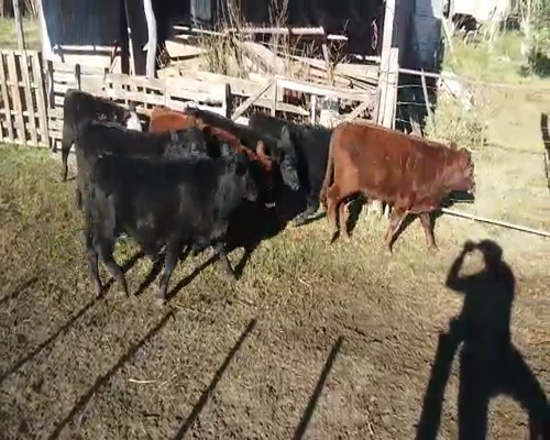 Lote (Vendido)8 Terneros AA 230kg -  en EL CHILENO