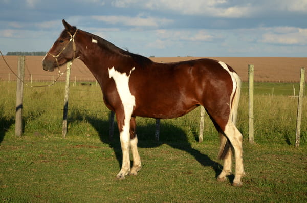 Lote PITANGA DEL VALLE