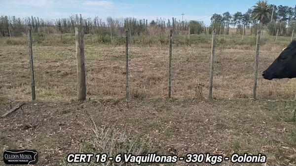 Lote 6 Vaquillonas 1 a 2 años en Colonia