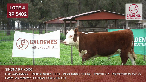 Lote Terneras PP