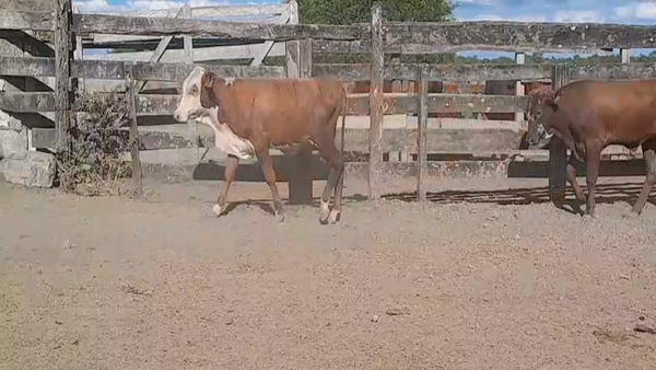 Lote 75 Terneros