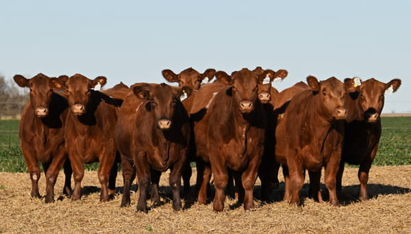 Lote VAQUILLONA ANGUS PC PRIMAVERA