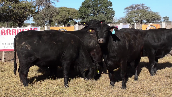 Lote Vaquillonas Brangus - Don Chiquito