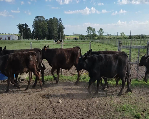 Lote (Vendido)10 Terneros 9 AA X HO,  1 KIWI X AA 195kg - , San José