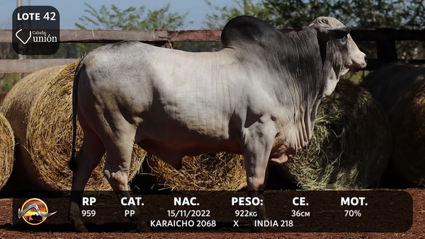 Lote LOTE 42