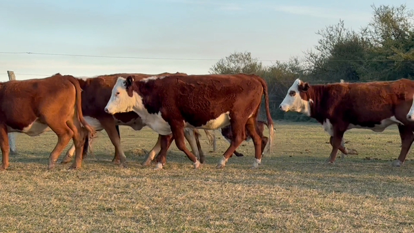 Lote 140 Vientres en Corrientes, Mercedes