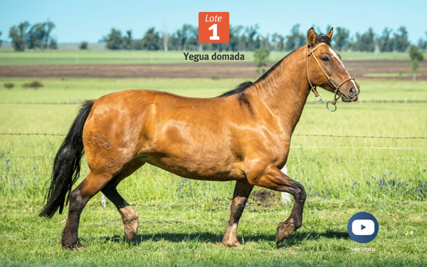 Lote DEL SILENCIO MOSQUETA