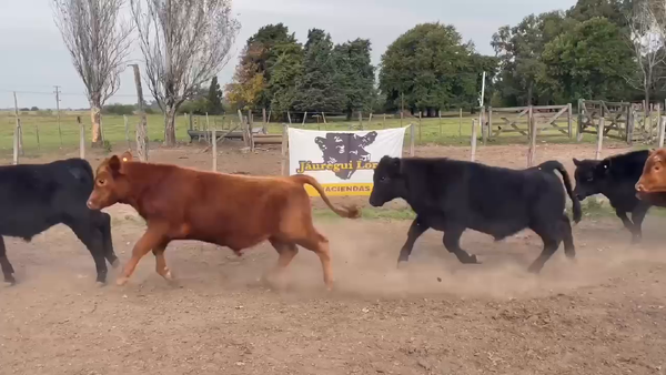 Lote 22 Terneros