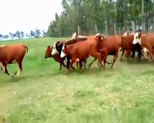 Lote 70 Terneras en La Carlota, Córdoba