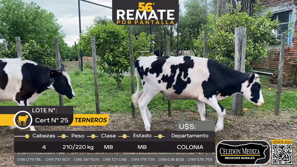 Lote 4 Terneros en Riachuelo, Colonia