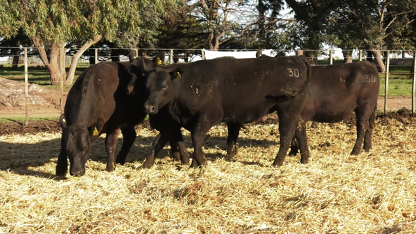 Lote VAQUILLONAS GENERALES PARICION OTOÑO