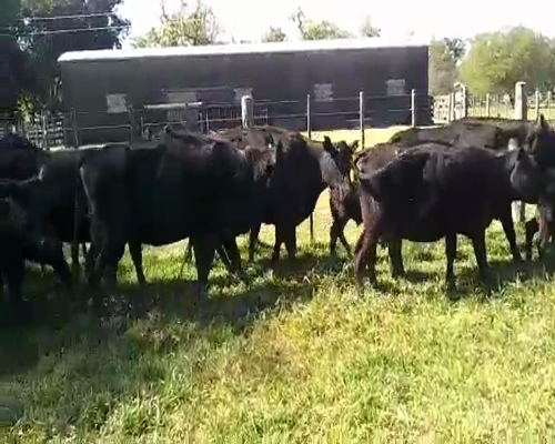 Lote 10 Vacas USADAS con cría en Gral. Paz, Buenos Aires
