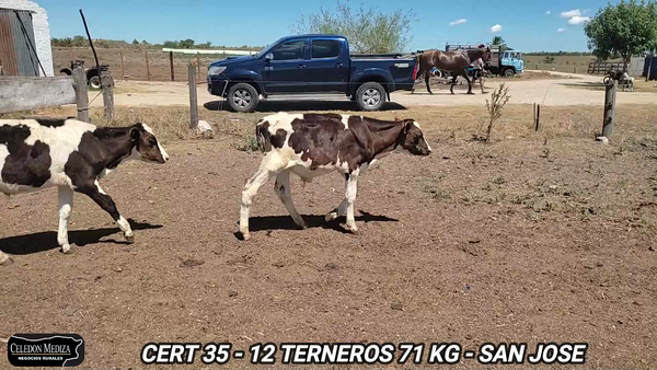 Lote 12 Terneros en San José , San José