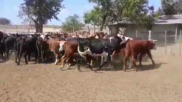 Lote 35 Novillos Formados