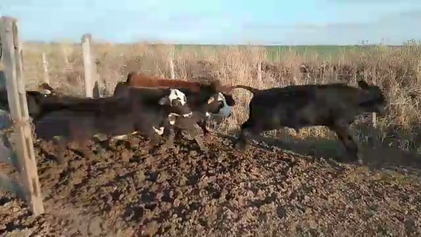 Lote 50 Terneras Braford, Brangus y sus cruzas en Tostado, Santa Fe