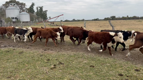 Lote 85 Terneros/as en Corrientes, Perugorría