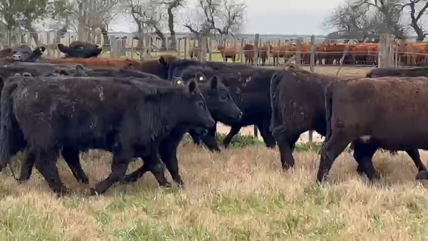 Lote 65 Terneras en Dolores, Buenos Aires