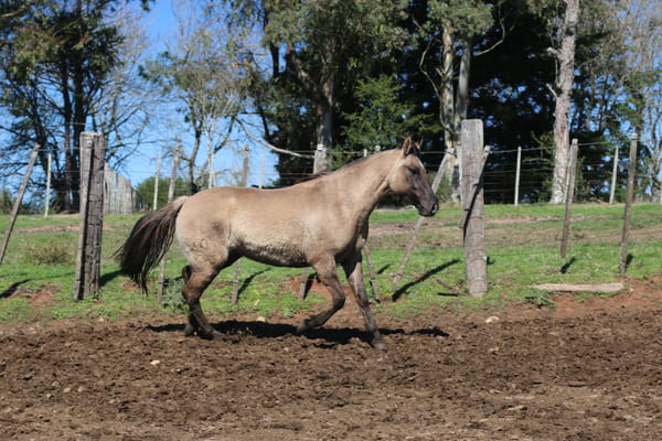 Lote SANTA GLORIA PRENDA LINDA