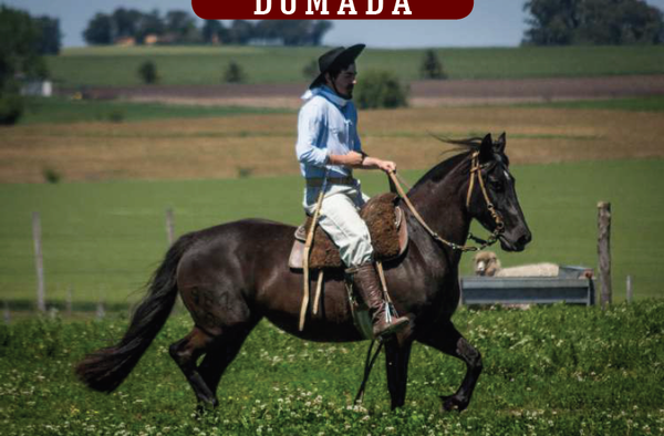 Lote YÚBELY DEL SILENCIO