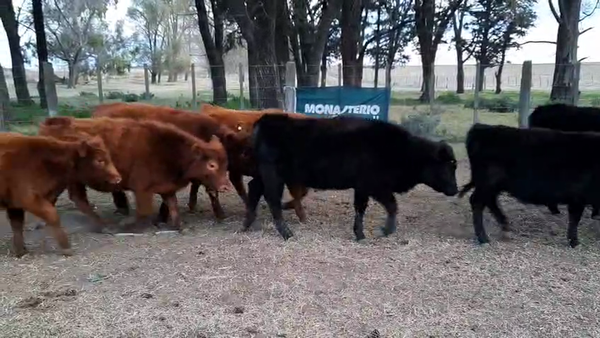 Lote 19 Terneros en Buenos Aires, Pellegrini