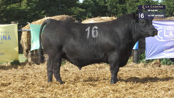 16 -  40244N — TOROS ANGUS PURO CONTROLADO