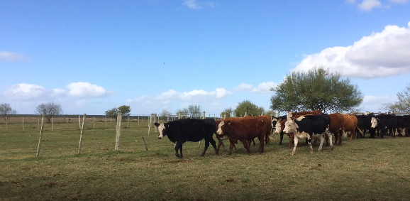 Lote 24 Vaquillonas preñadas en Flores