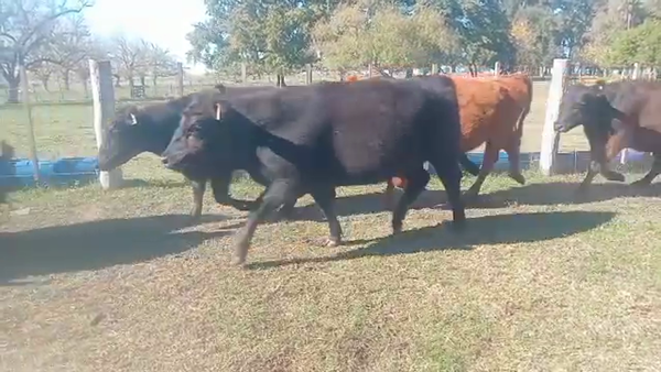 Lote 50 Vaquillonas C/ gtia de preñez en Tapalqué, Buenos Aires